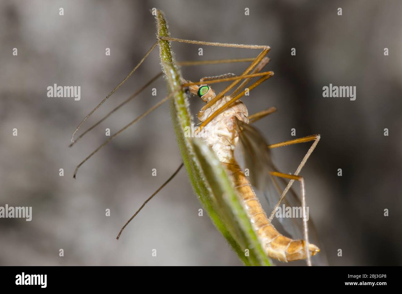 Large Crane Fly, Family Tipulidae Stock Photo