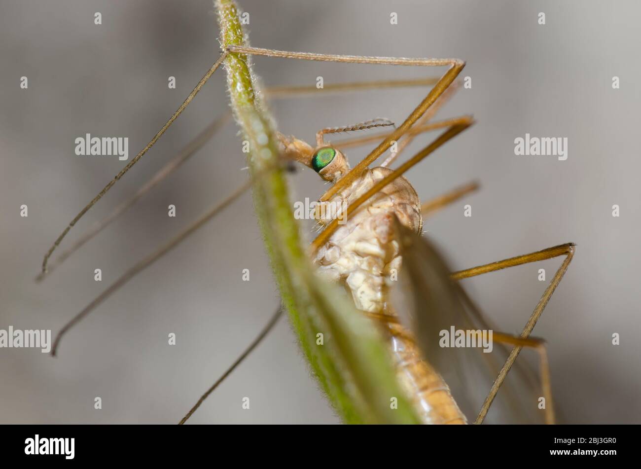 Large Crane Fly, Family Tipulidae Stock Photo