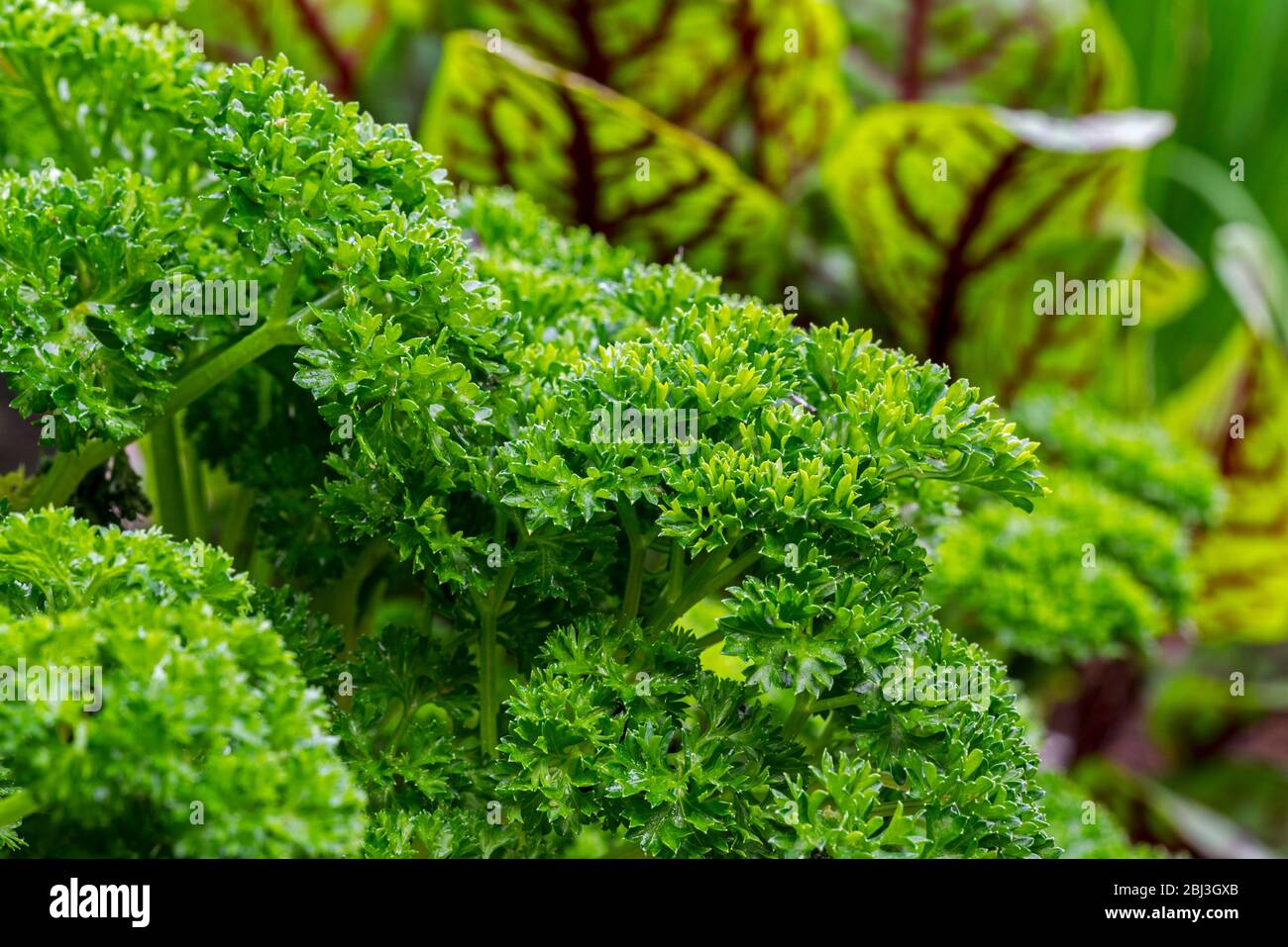 Garden parsley (Petroselinum crispum) and bloody dock / red veined dock (Rumex sanguineus) close-up of leaves Stock Photo