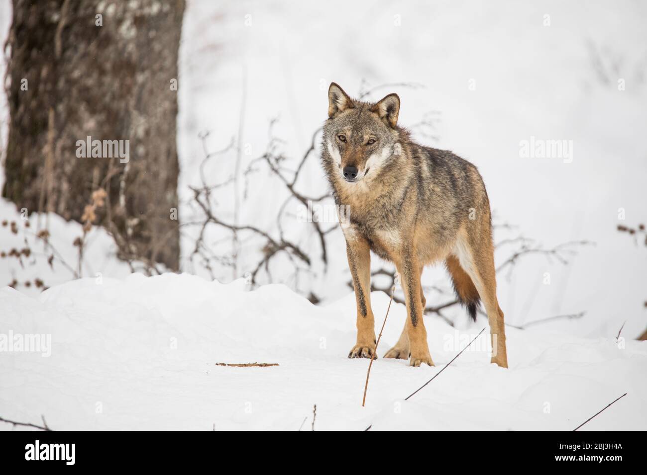 Canis lupus Italicus - Wolf wolves snow Stock Photo