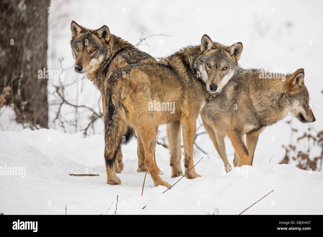 Canis lupus Italicus - Wolf wolves snow Stock Photo