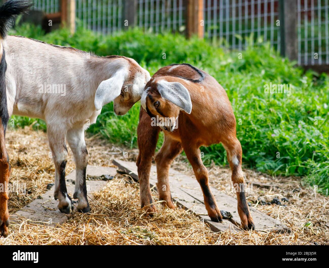 Butting heads hi-res stock photography and images - Alamy