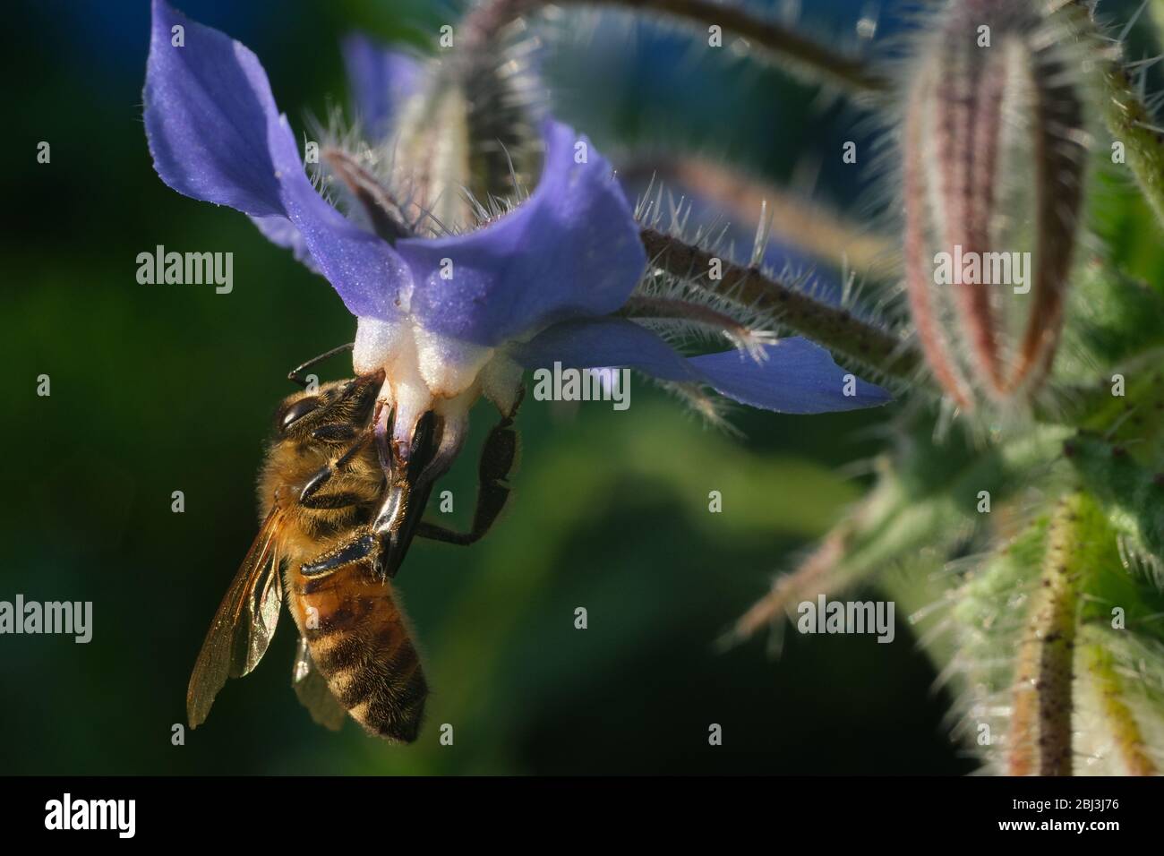Bee sucks nectar and collects blue flower pollen. A beautiful blue