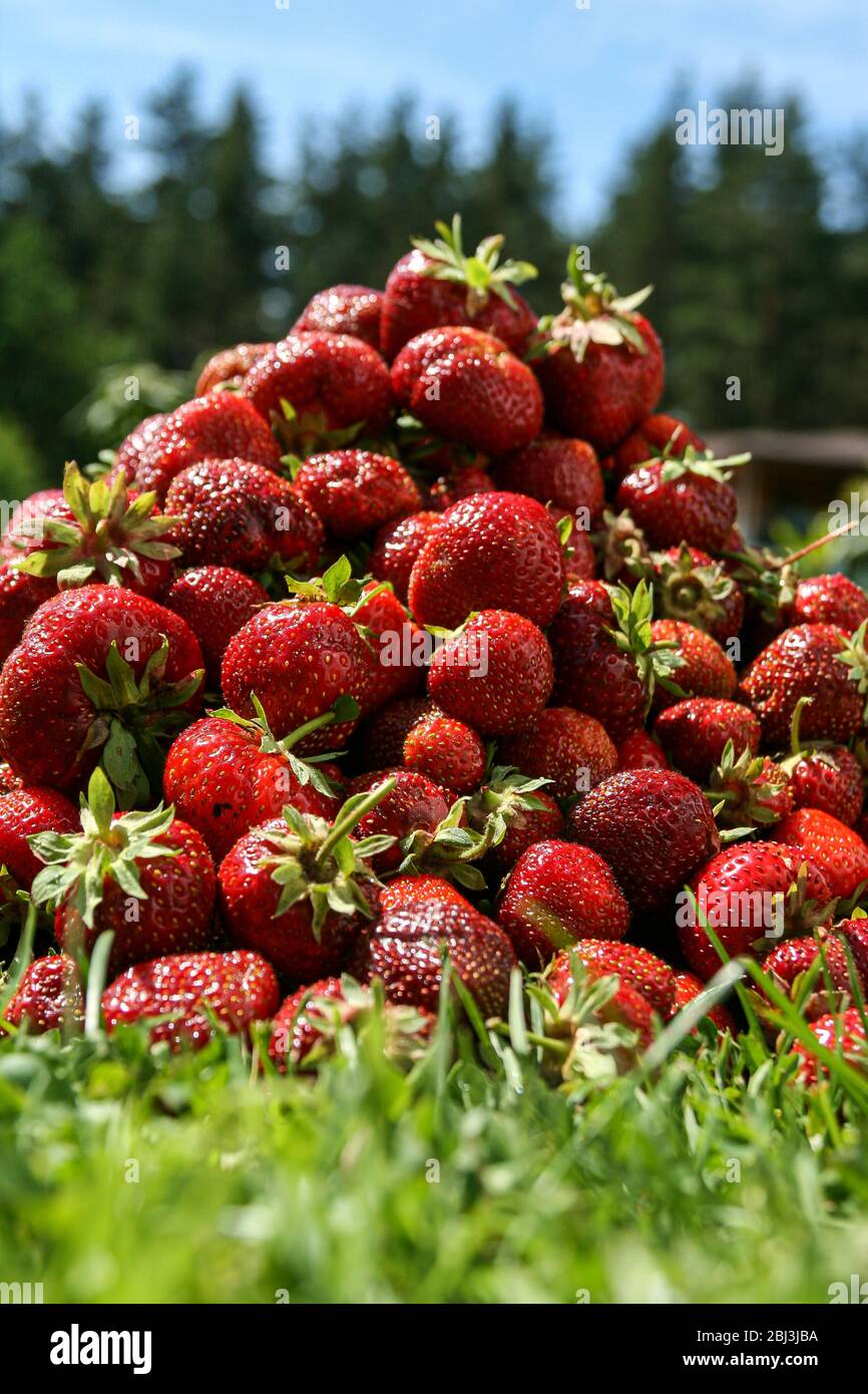 Big red strawberries hi-res stock photography and images - Alamy