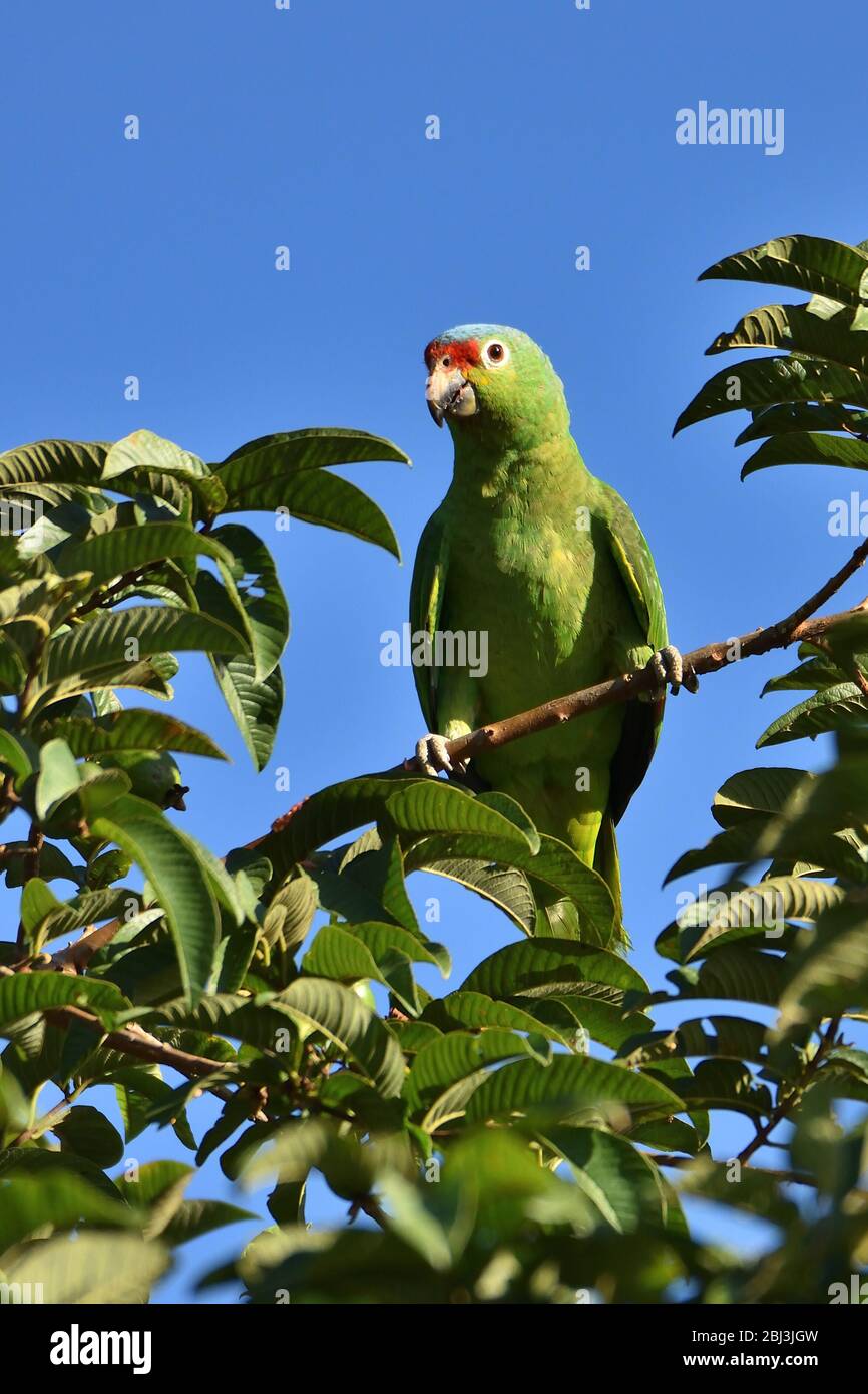 Red-lored Parrots in Costa Rica rainforest Stock Photo