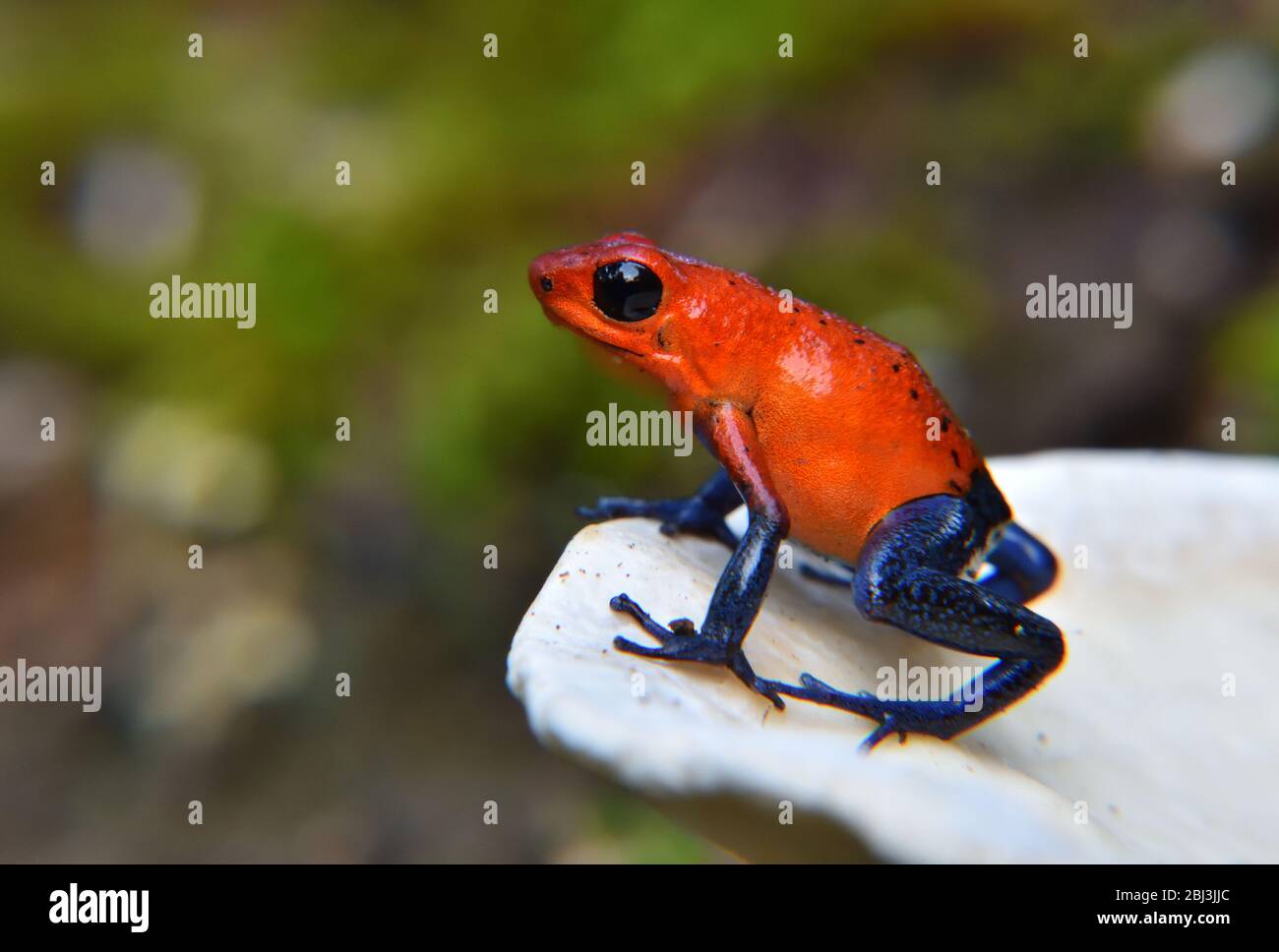 strawberry poison-dart frog on the white Mushroom Stock Photo