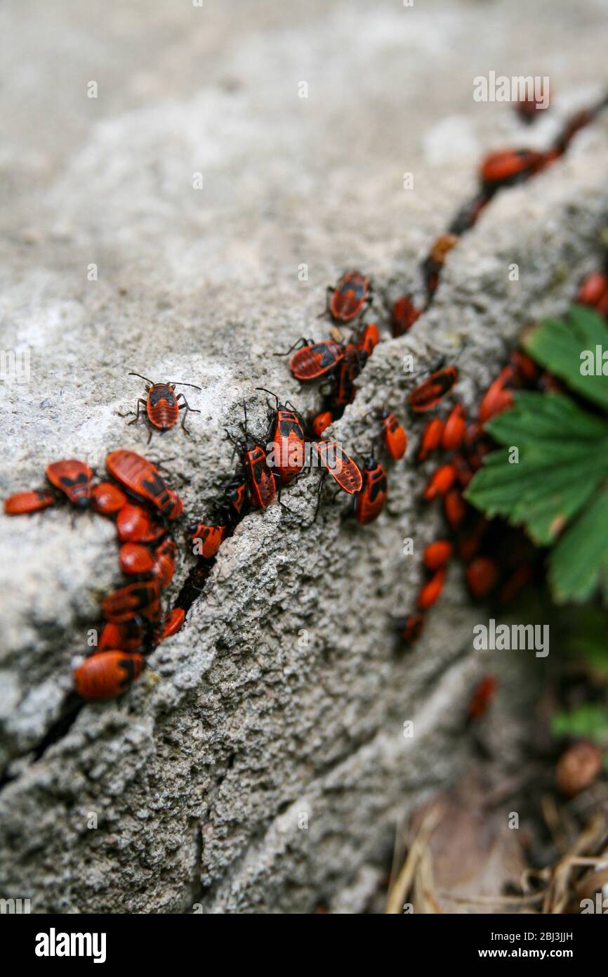 Red bugs in a crack in a concrete Stock Photo Alamy