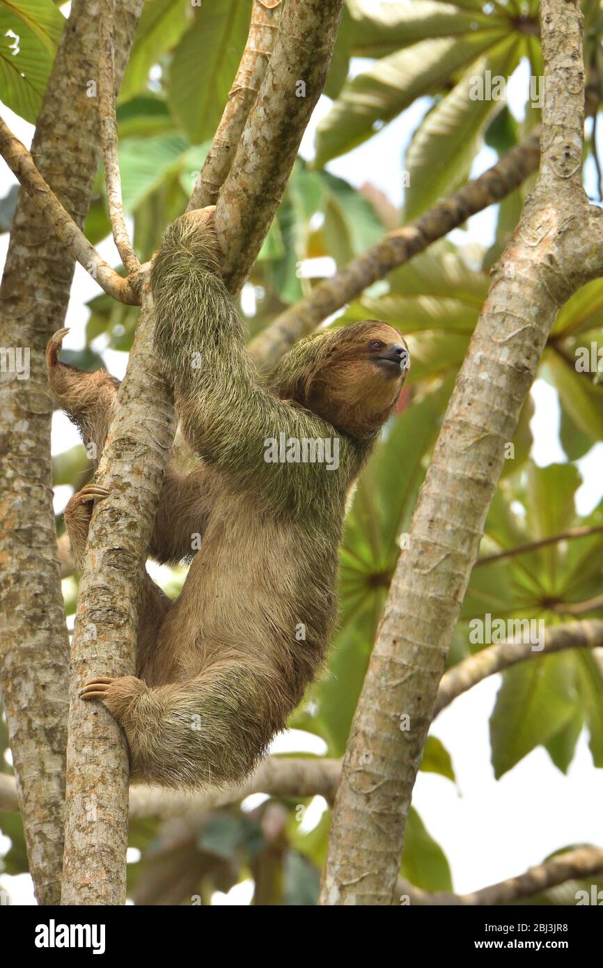 Three-toed sloth Stock Photo