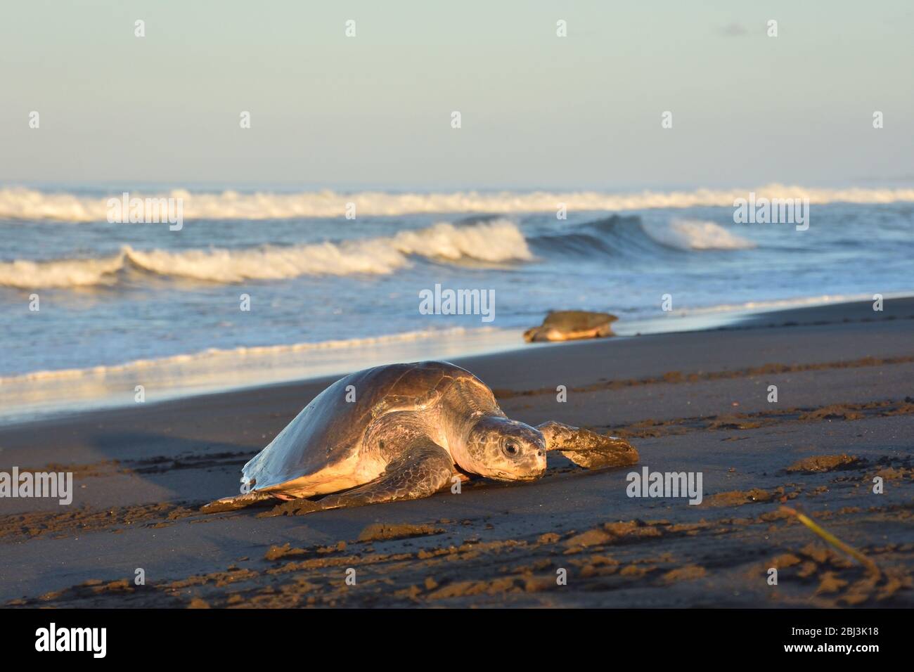 Olive Ridley Sea Turtle in Ostional beach Stock Photo