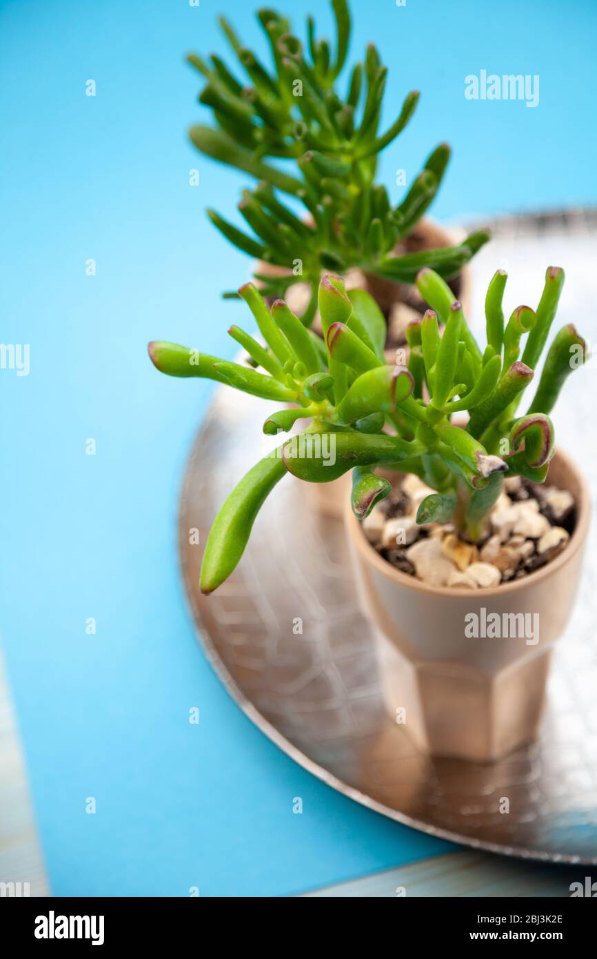 Succulent plant Sedum family Crassulaceae. A flower in a glass with pebbles. Unpretentious home living plant. Mini garden. Blue background with place Stock Photo