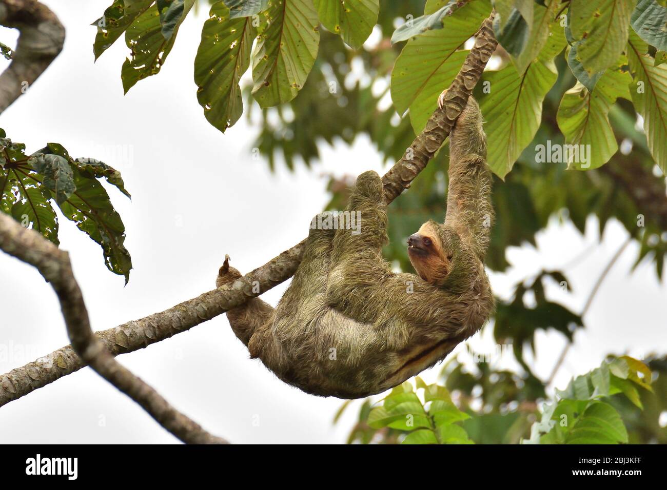 Three-toed sloth Stock Photo
