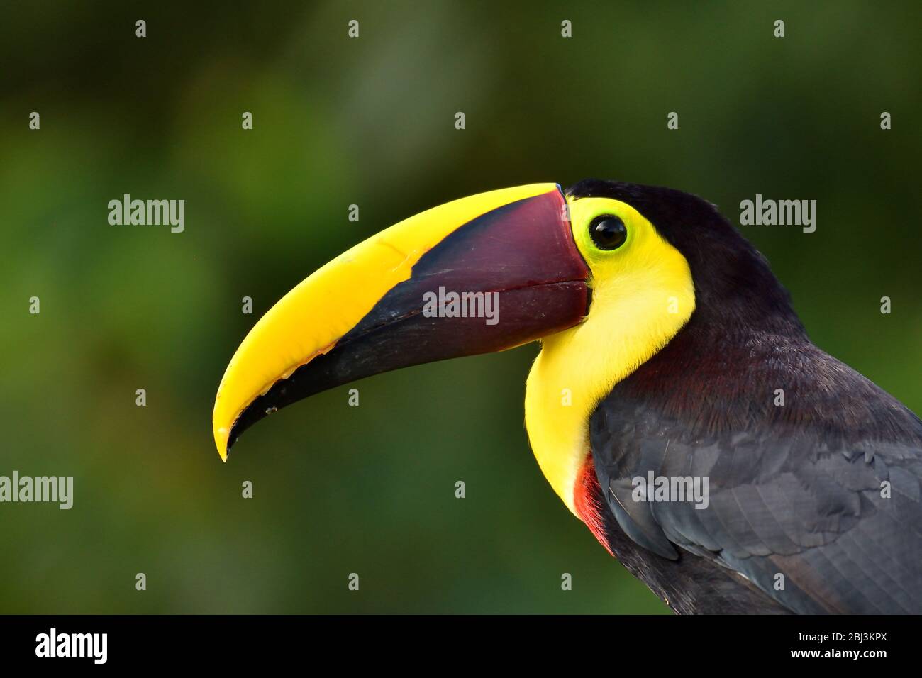 Yellow-throated Toucan portrait Stock Photo