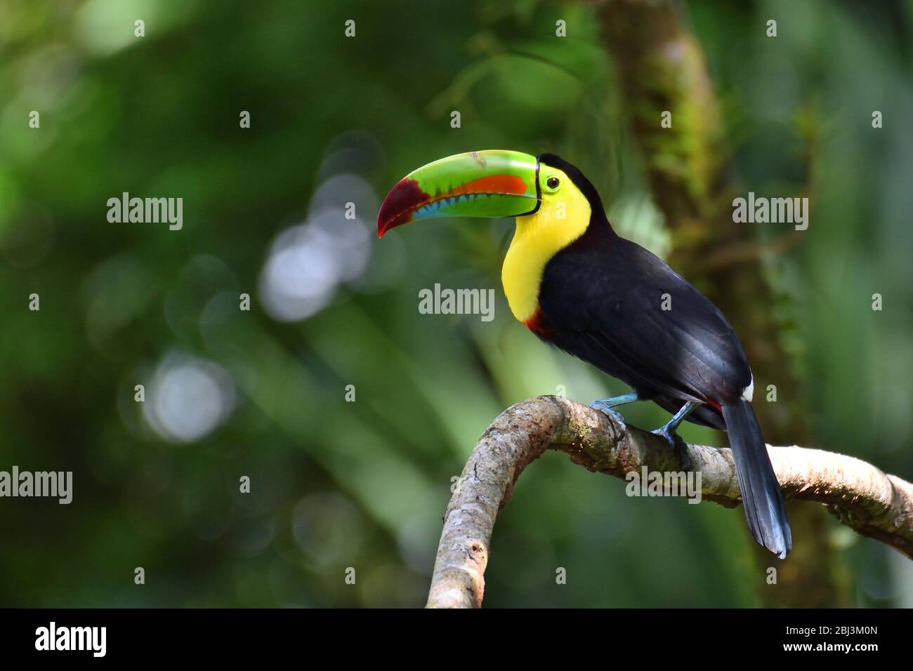 Keel-Billed Toucan in Costa Rican rainforest Stock Photo