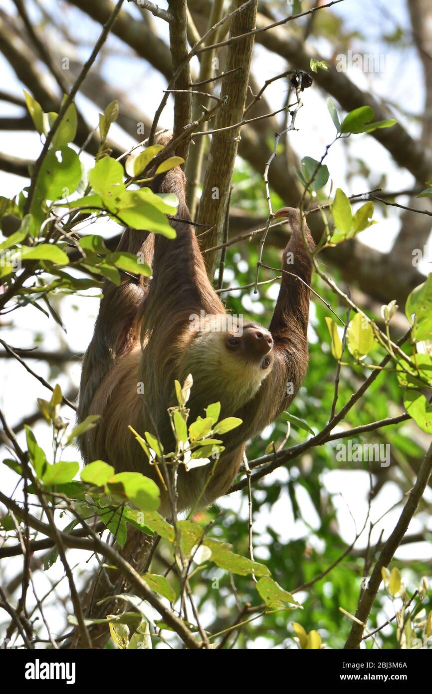 Two-toed sloth with his cub Stock Photo