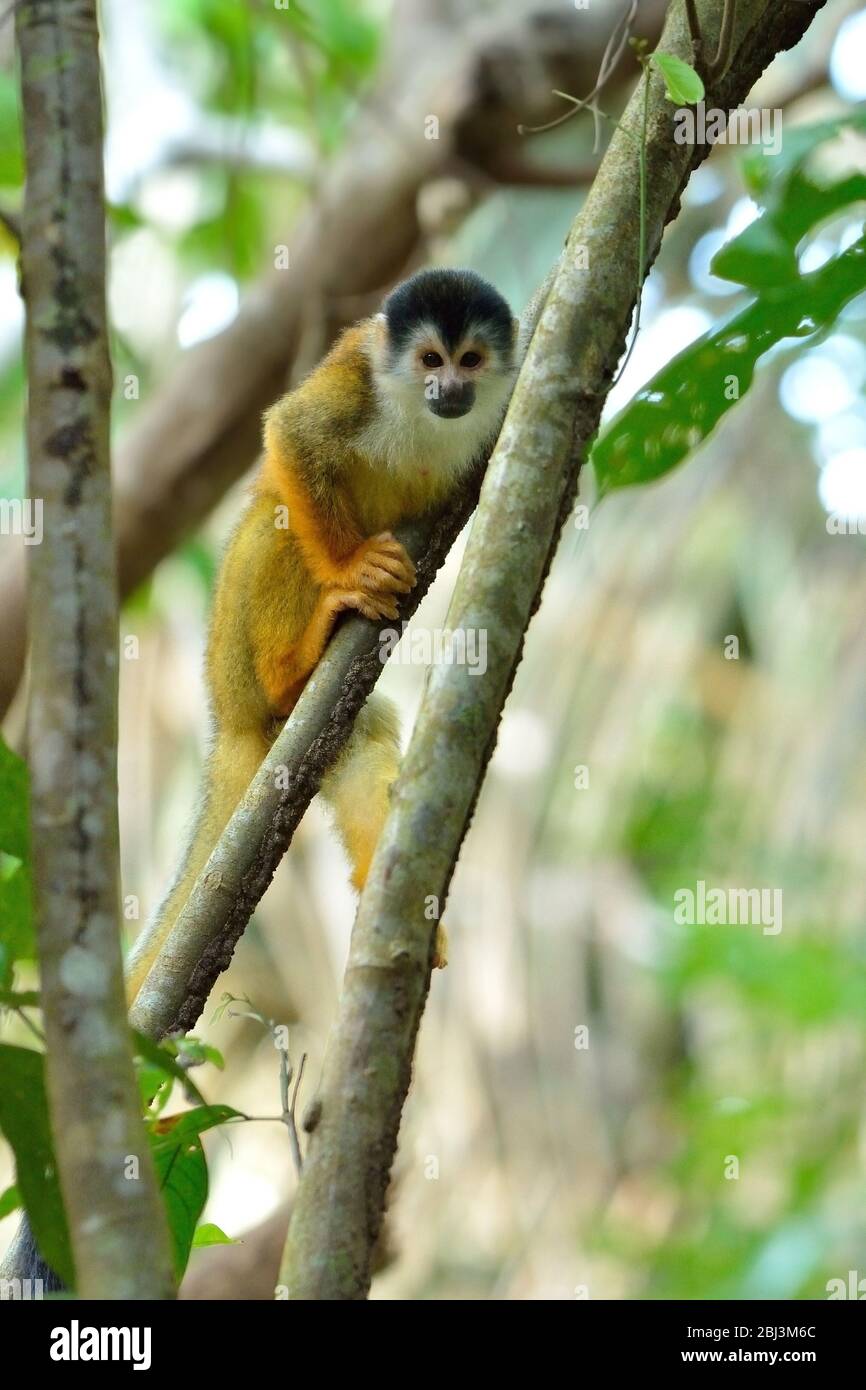 Squirrel monkey in Corcovado National Park Stock Photo