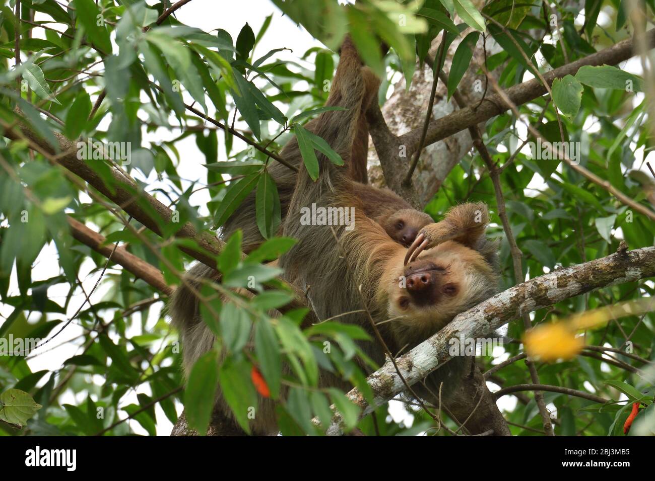 Two-toed sloth with his cub Stock Photo