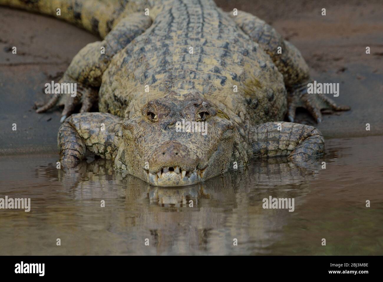 American crocodile in Tarcoles river Costa Rica Stock Photo