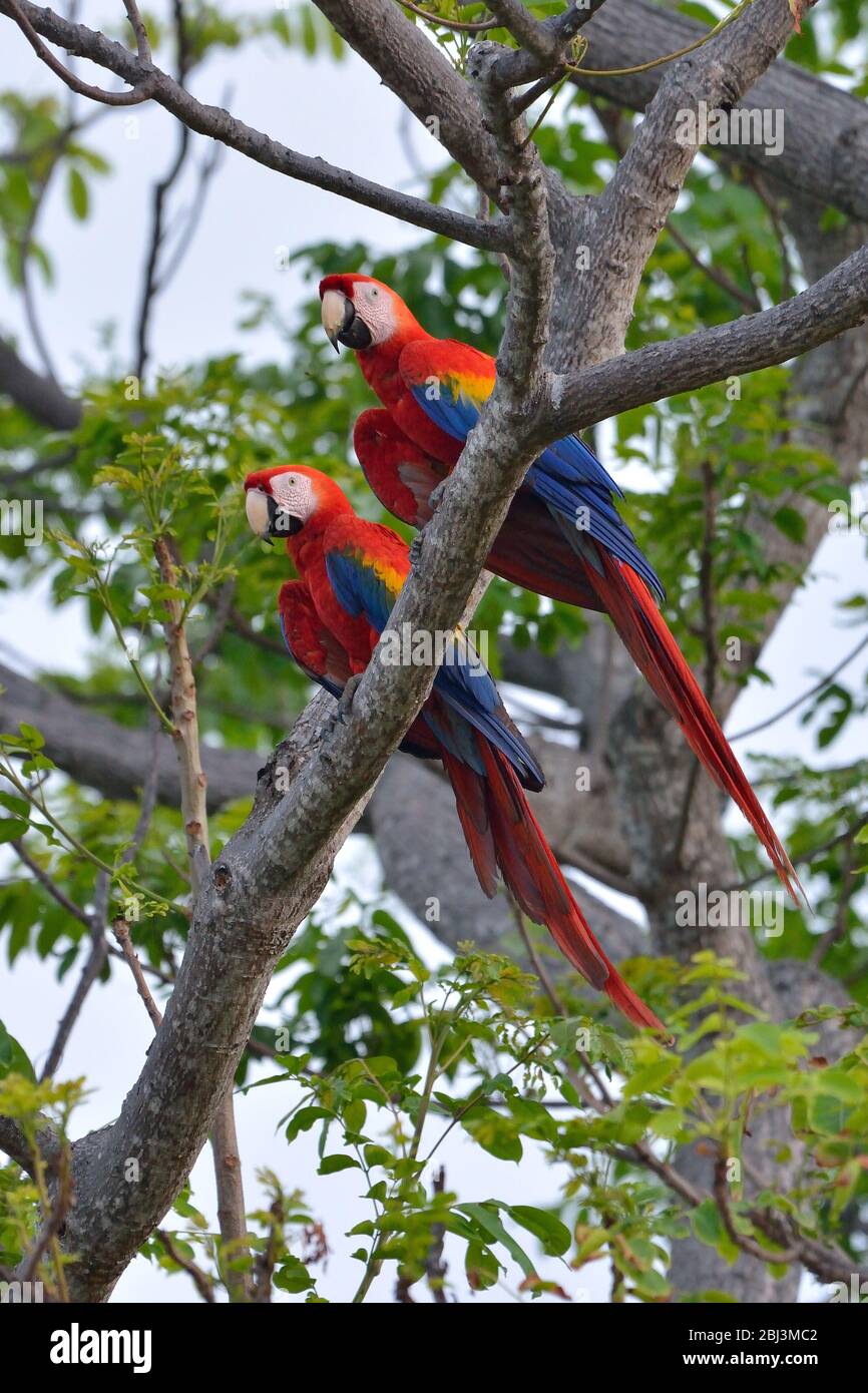 A couple of Scarlet Macaw in Costa Rica rainforest Stock Photo