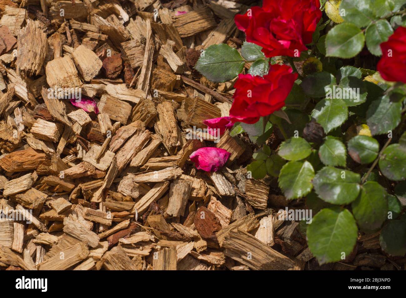 Mulch (pine bark) for bedding roses and plants Stock Photo Alamy