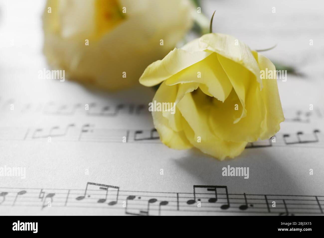 Single Roses With Notes Beautiful white roses on musical notes pages background Stock Photo - Alamy