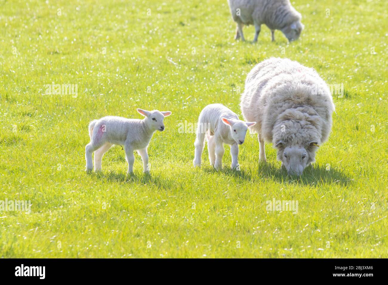 two young lambs standing next to their mother on a sunny spring day, Fife, Scotland Stock Photo