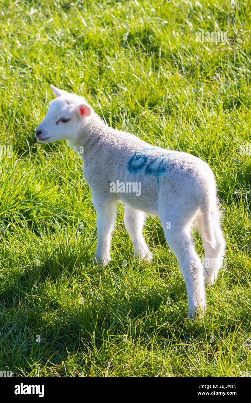 Young lamb in field with number 64 marked on its back Stock Photo - Alamy