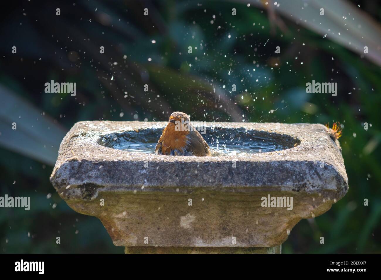 A single European robin (Erithacus rubecula) splashing about in a birdbath, Fife, Scotland. Stock Photo