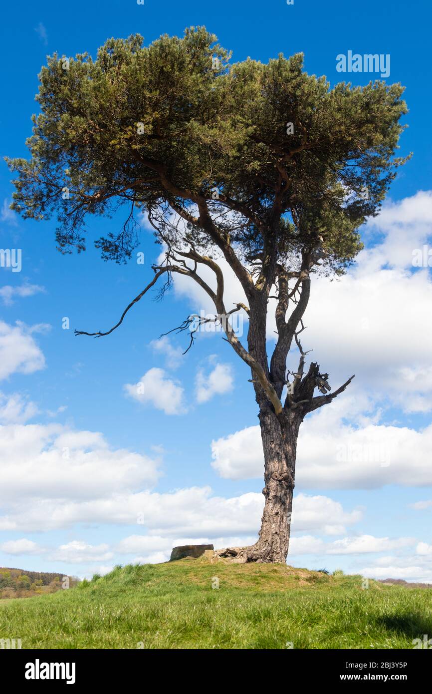 Large bay tree hi-res stock photography and images - Alamy