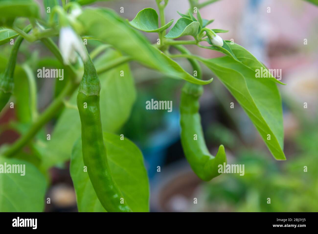 Green chilli pepper plant in a vegetable garden and harvest ready Stock ...