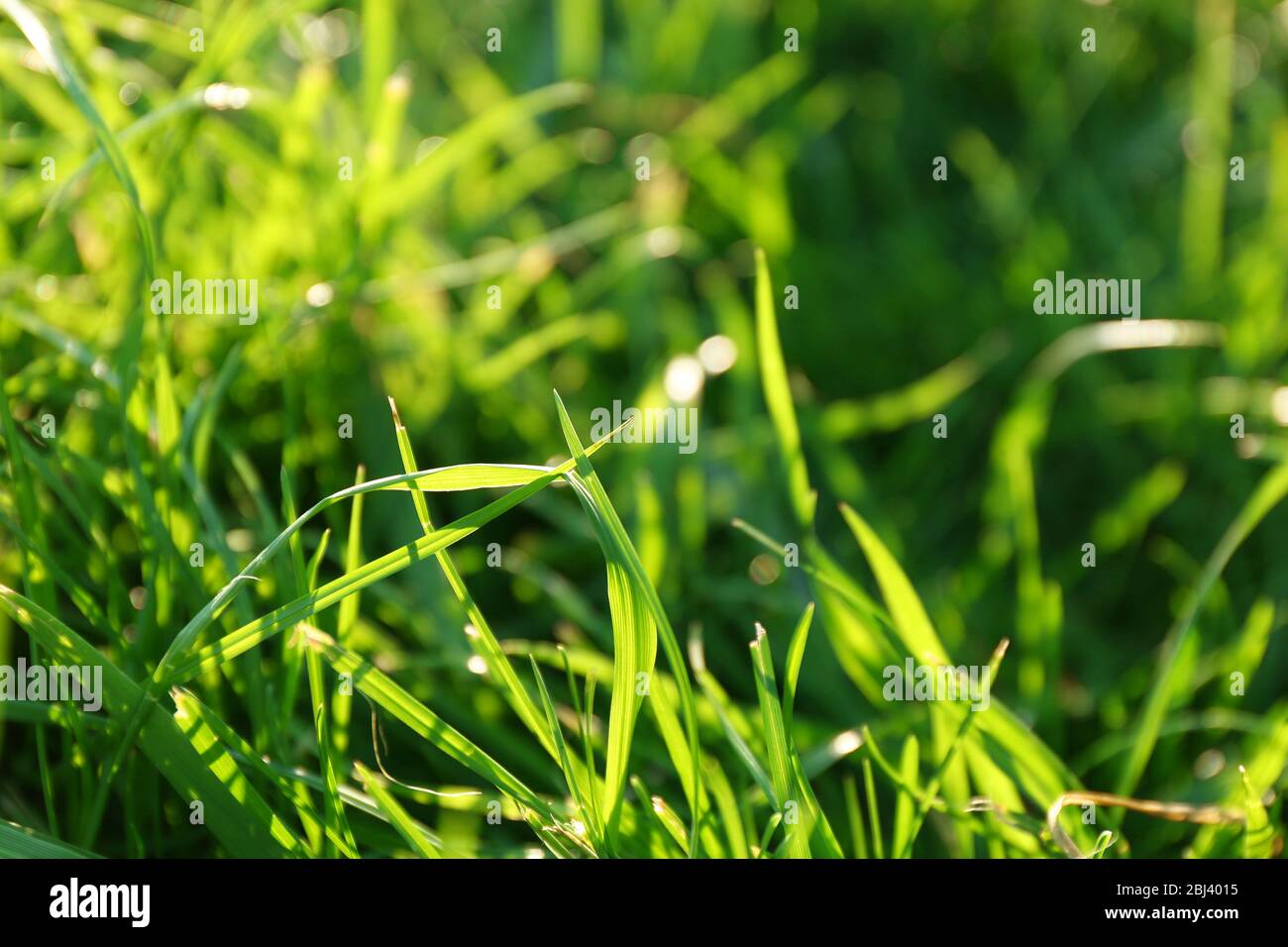 Green grass background Stock Photo - Alamy