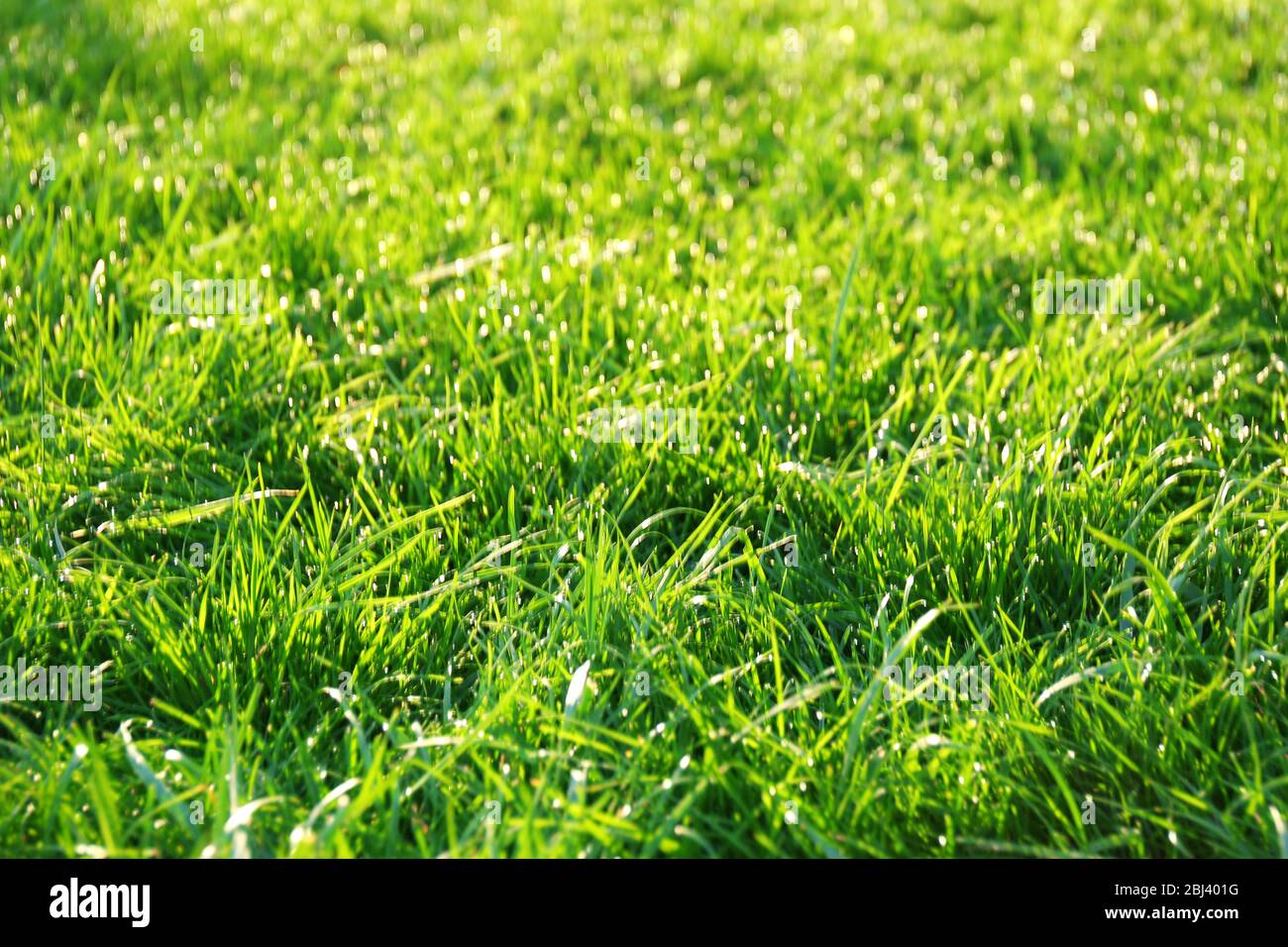 Green grass background Stock Photo - Alamy