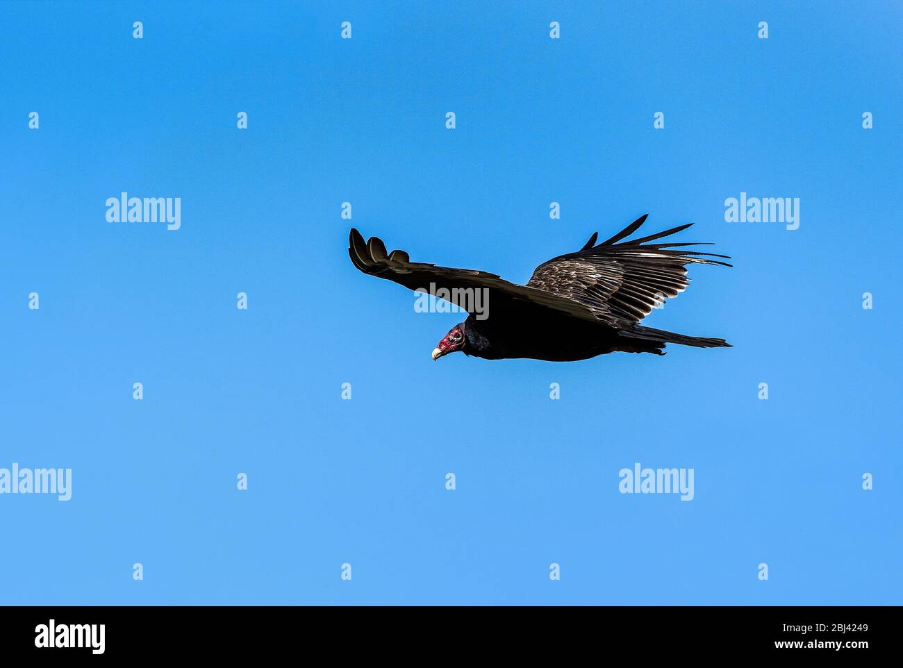Turkey vulture in flight Stock Photo Alamy