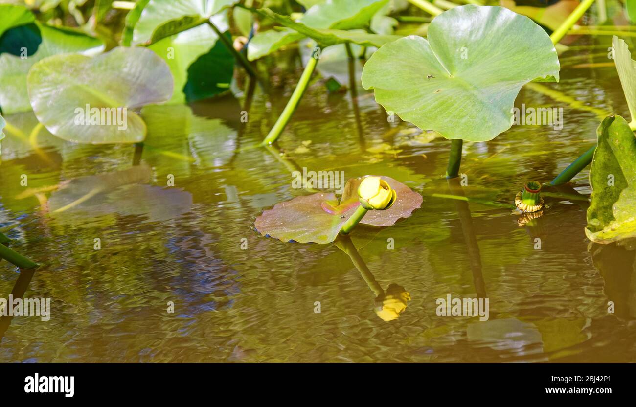Spatterdock, yellow pond lily, yellow cow-lily, Nuphar luteum, cup-like flower, large green leaves, reflections, nature, Peace River, southwest Florid Stock Photo