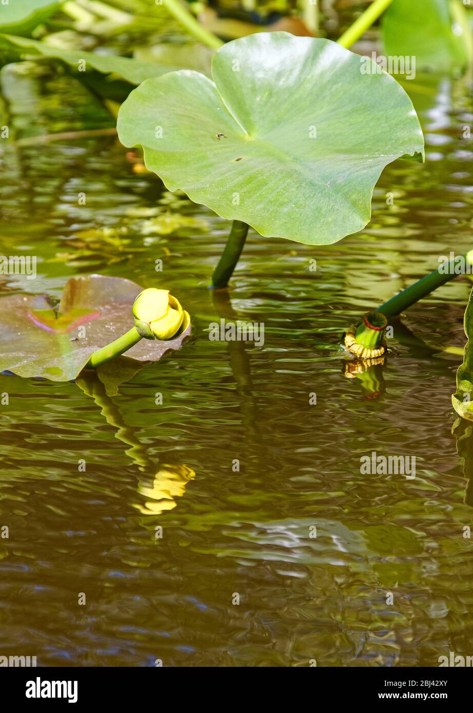 Spatterdock, yellow pond lily, yellow cow-lily, Nuphar luteum, cup-like flower, large green leaves, reflections, nature, Peace River, southwest Florid Stock Photo