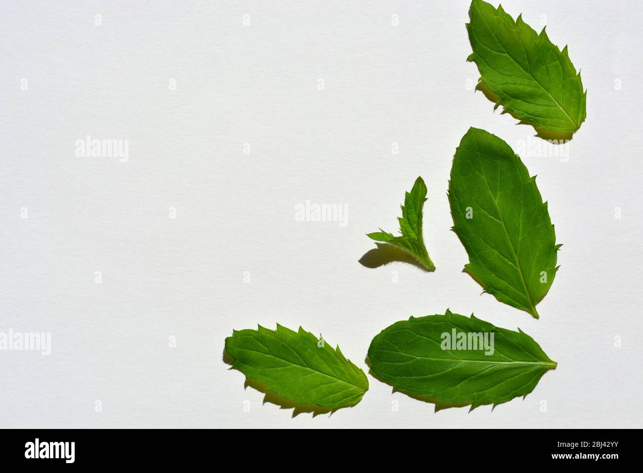 Spearmint, also known as mentha spicata isolated on white background Stock Photo