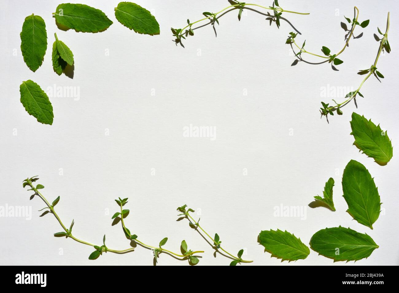 Spearmint, Peppermint and Thyme, fresh leaves isolated on white background Stock Photo