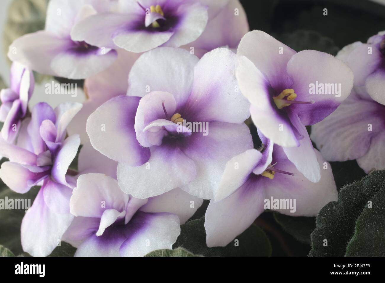Macro photography of African violet flowers of white and purple color ...
