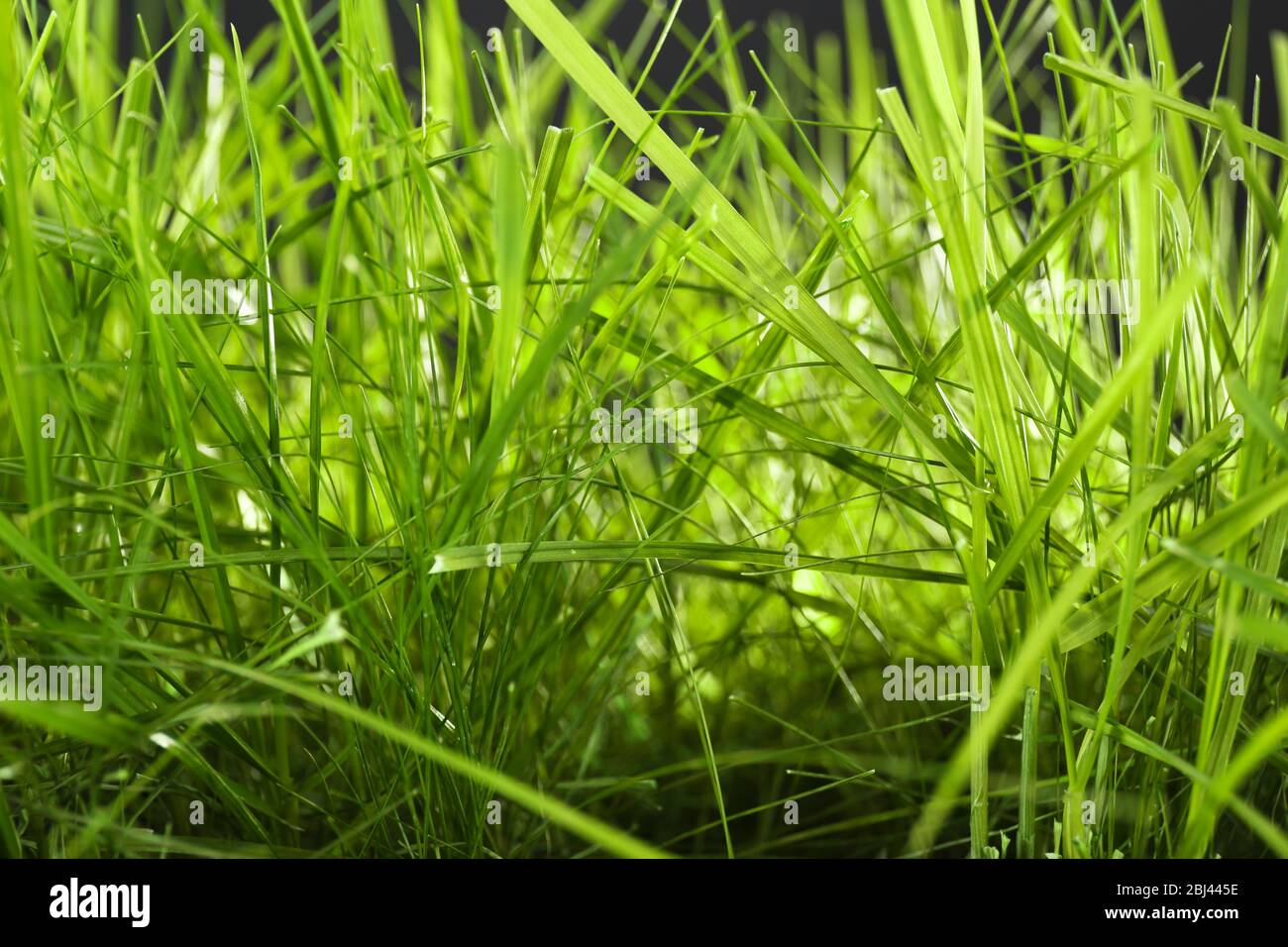 Green grass closeup Stock Photo - Alamy