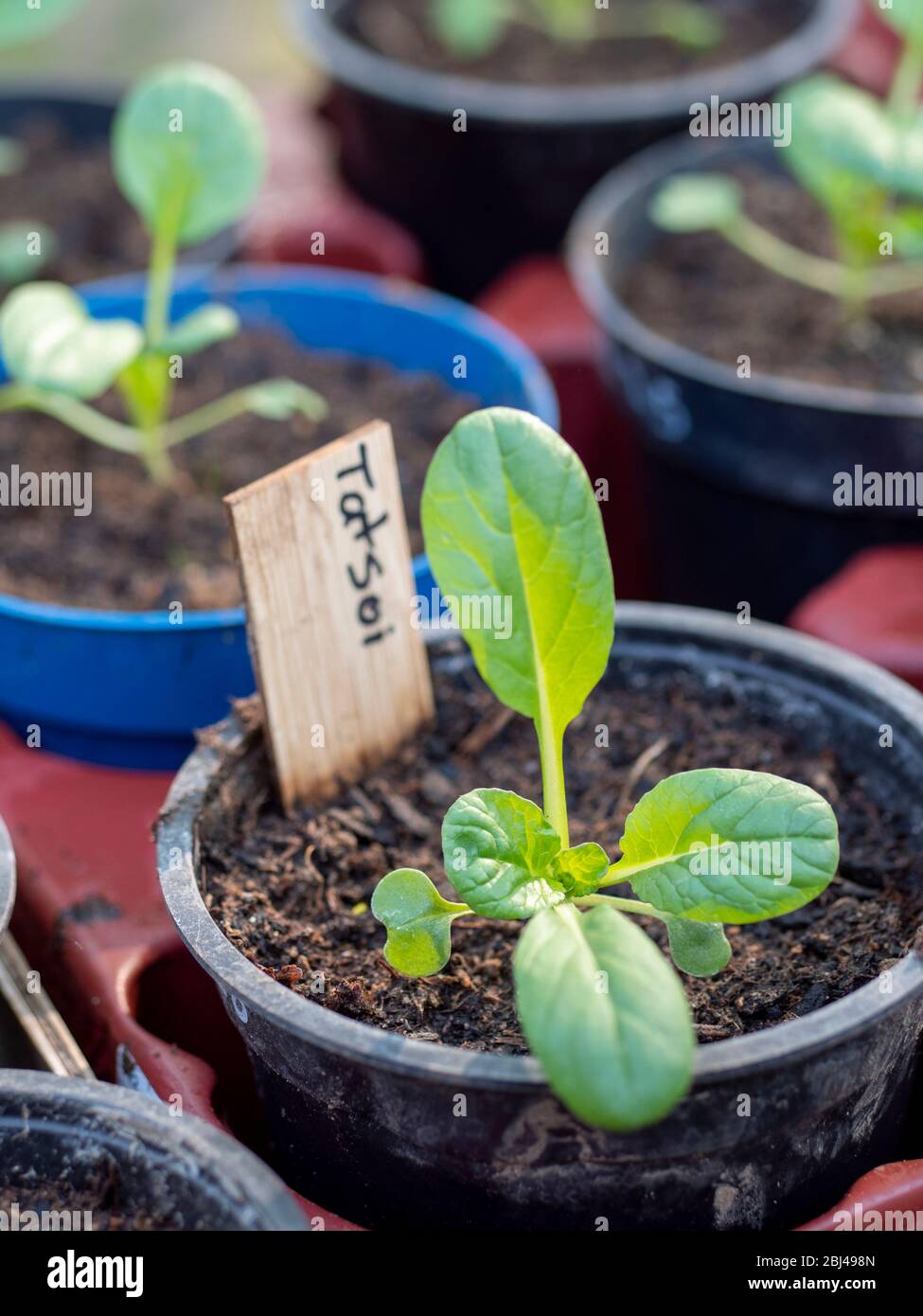 Tatsoi seedlings in nursery pots Stock Photo