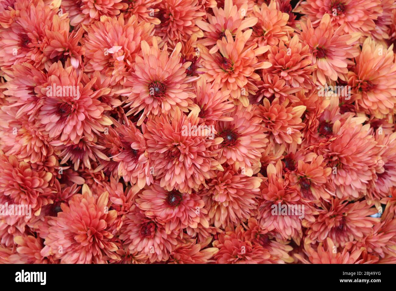 Parterre de chrysanthèmes.Toussaint. Stock Photo
