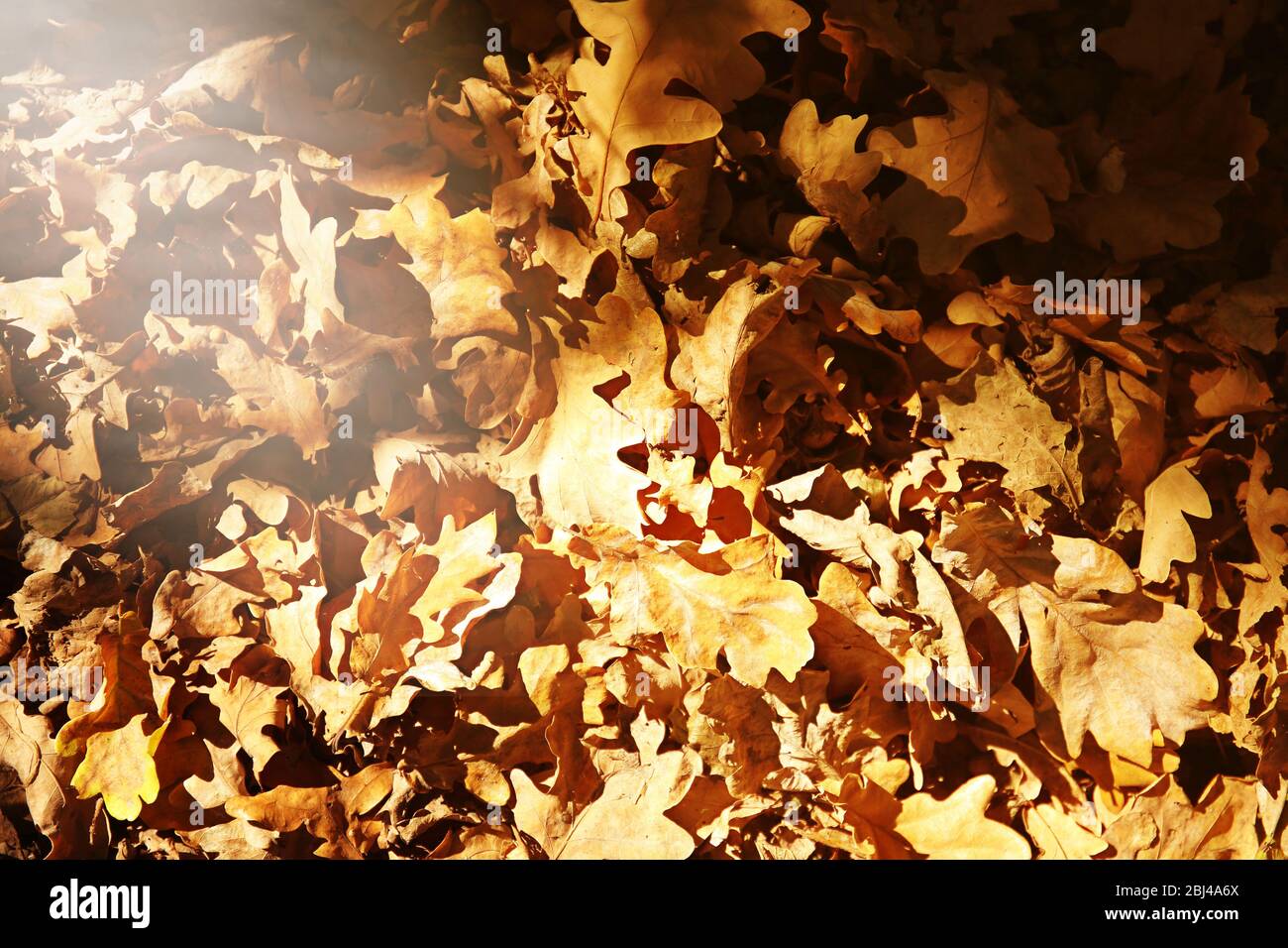 Dry oak leaves on the ground for background Stock Photo - Alamy
