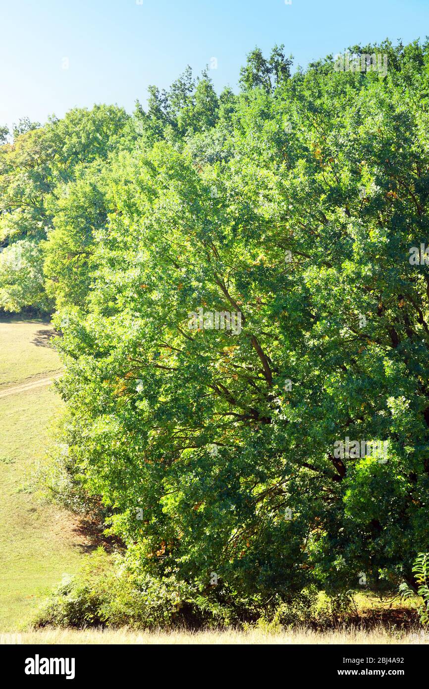 Big green tree in the forest Stock Photo - Alamy