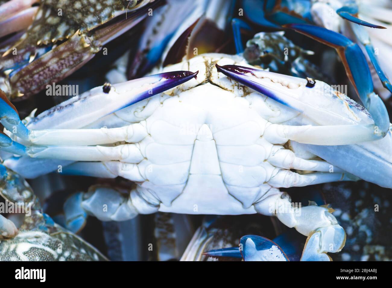 Crab claws at the fish market hi-res stock photography and images - Page 3  - Alamy
