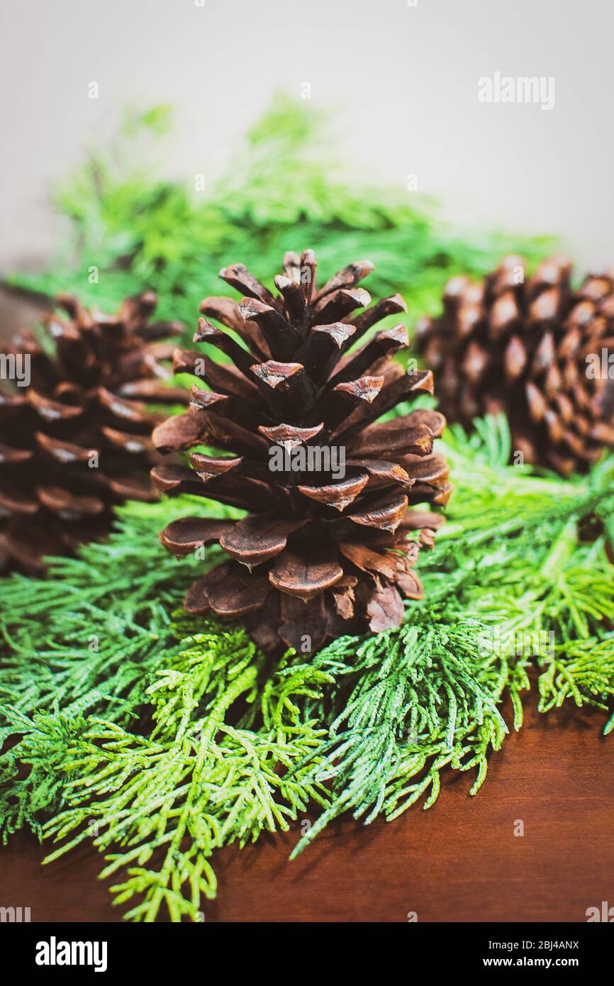 Close up pine cone decoration Stock Photo