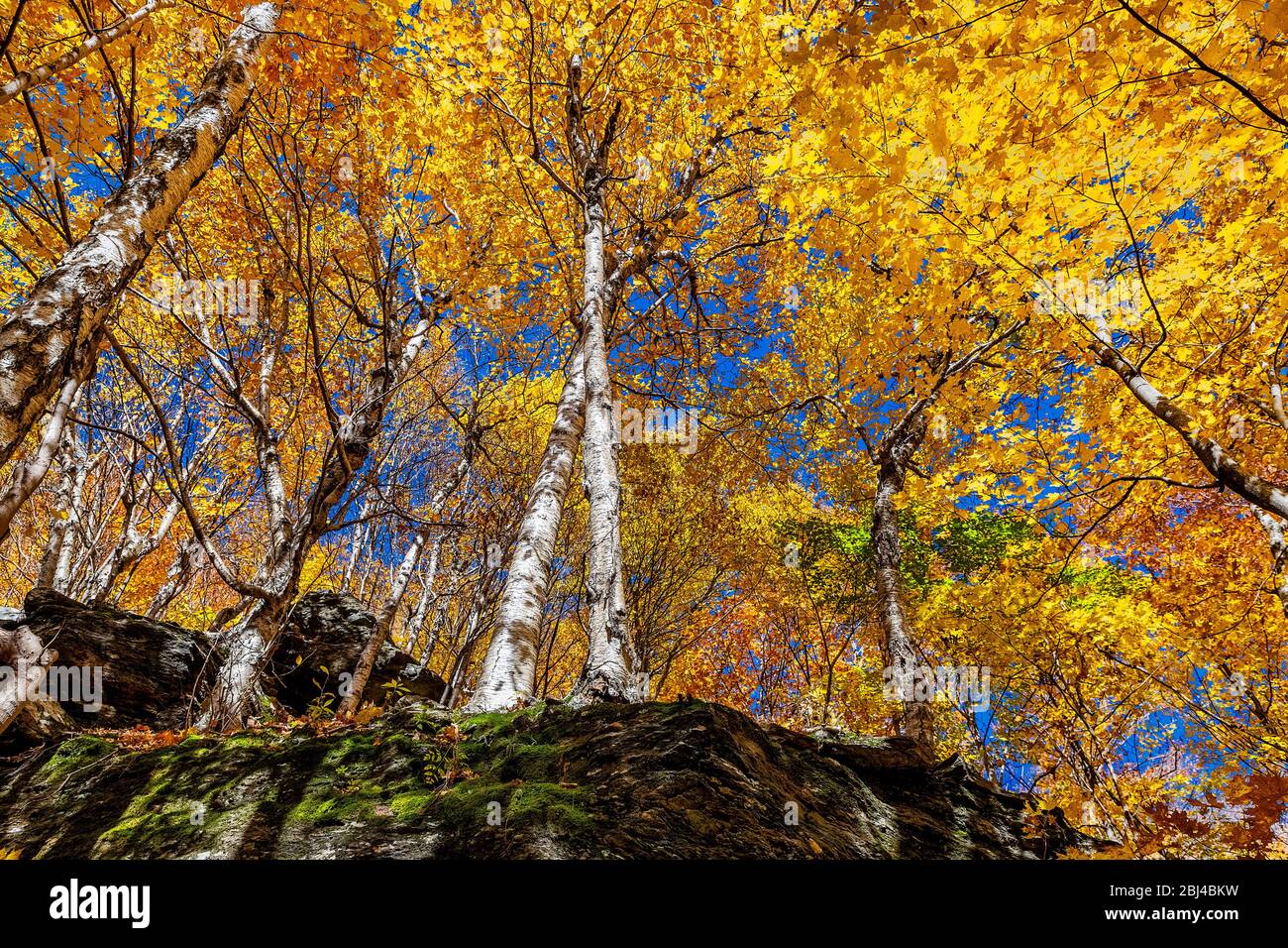 Birch trees at Smuggler's Notch in Vermont. Stock Photo