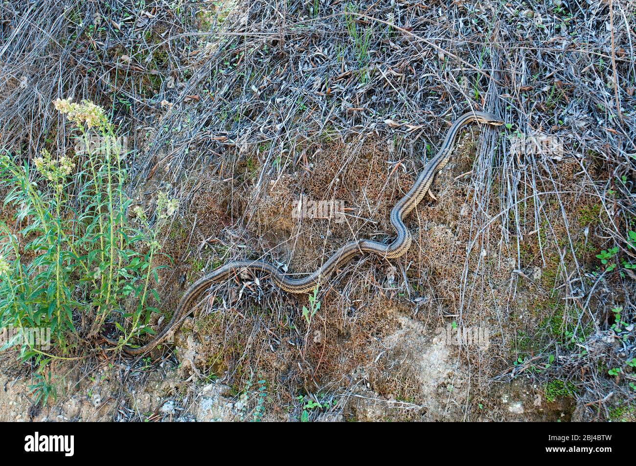 Four-lined snake, non-venomous species camouflaged in foliage, Corfu, Greece Stock Photo