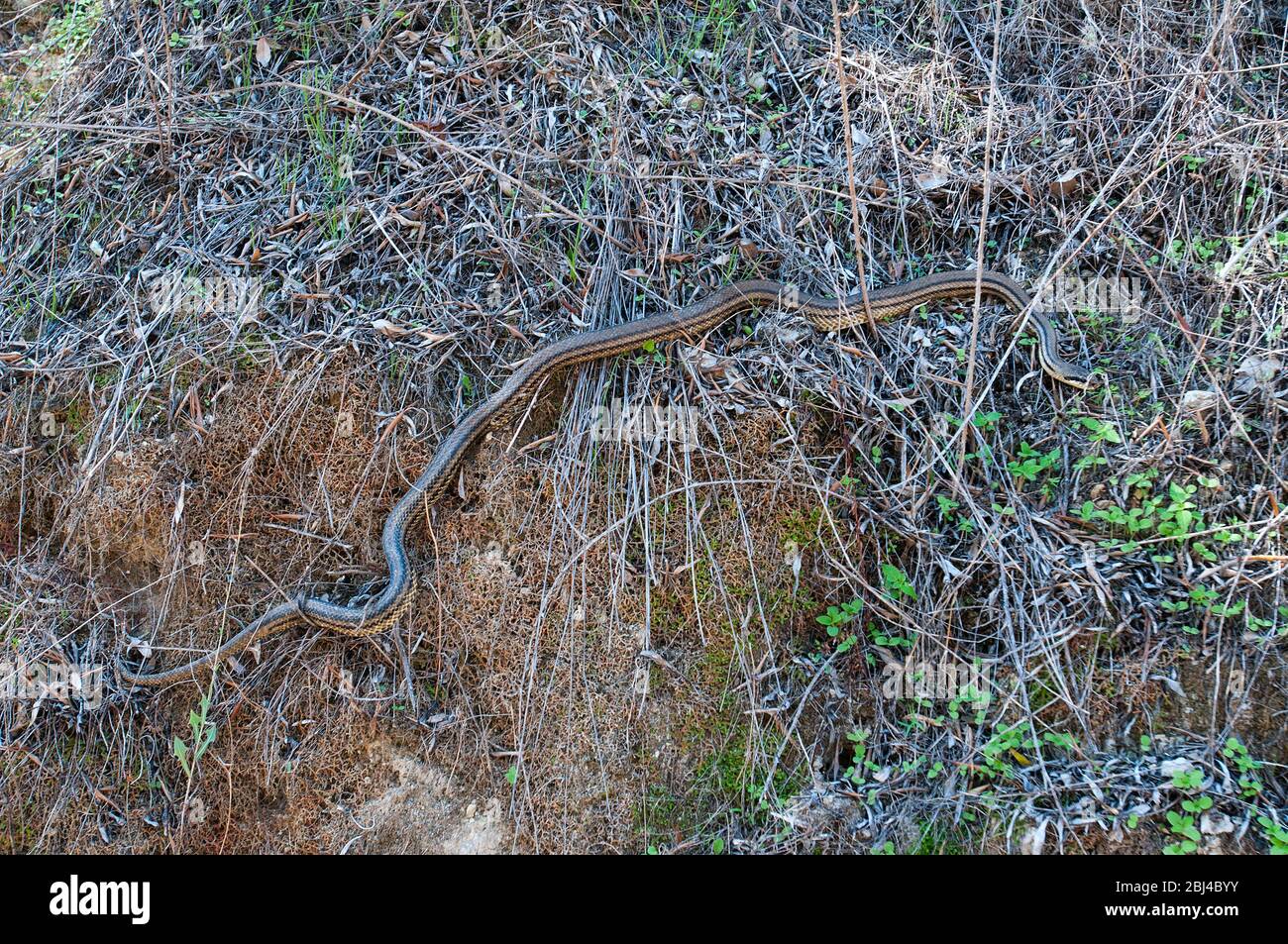 Four-lined snake, non-venomous species camouflaged in foliage, Corfu, Greece Stock Photo