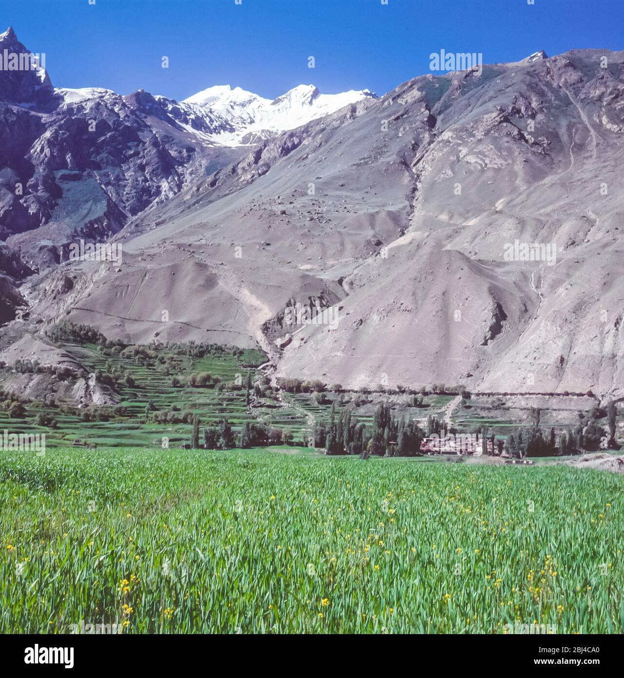 Pakistan, Northern Areas of the Karakoram Mountains. Wheat fields and greenery on the outskirts