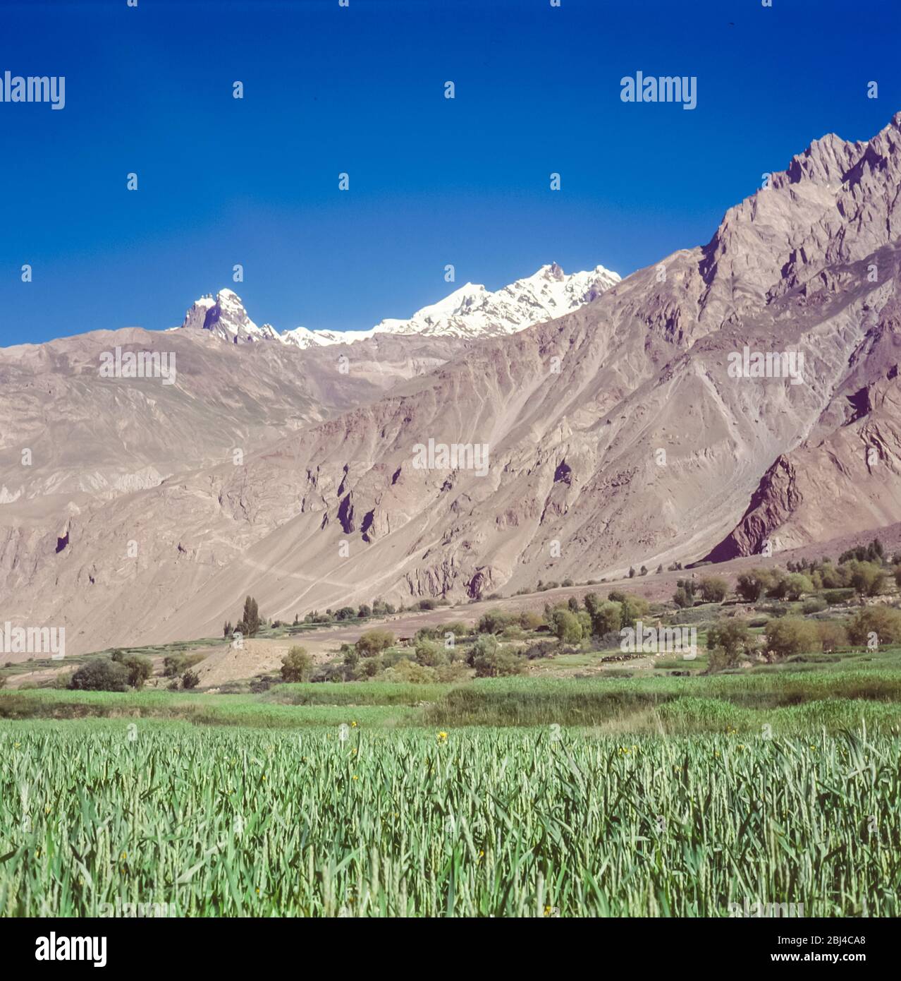 Pakistan, Northern Areas of the Karakoram Mountains. Wheat fields and greenery on the outskirts
