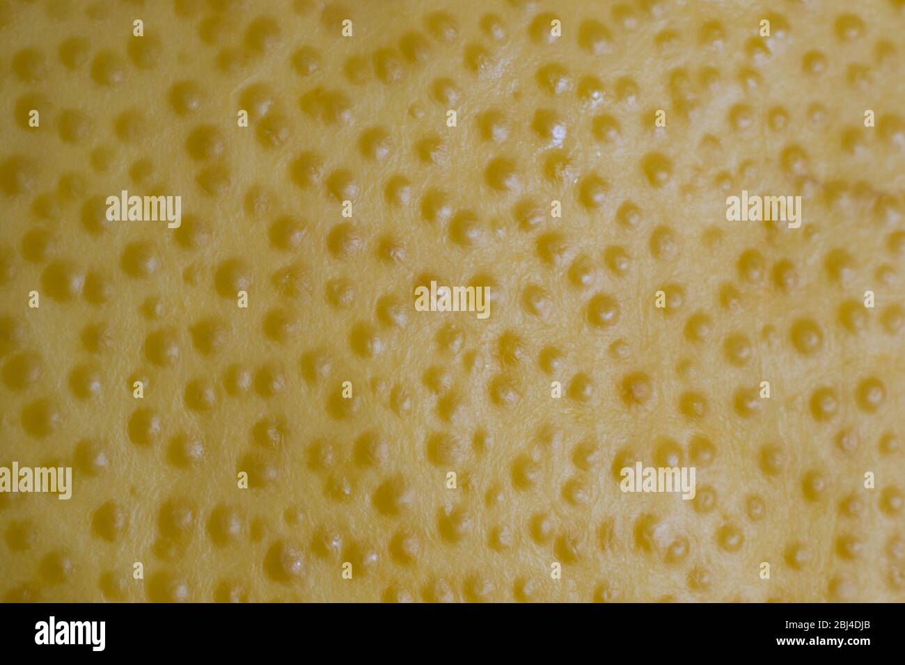 Photo of rind of yellow pomelo, a kind of citrus, closeup, macro Stock